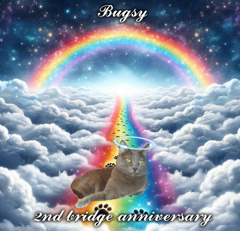 Bugsy of the thebugster08 family