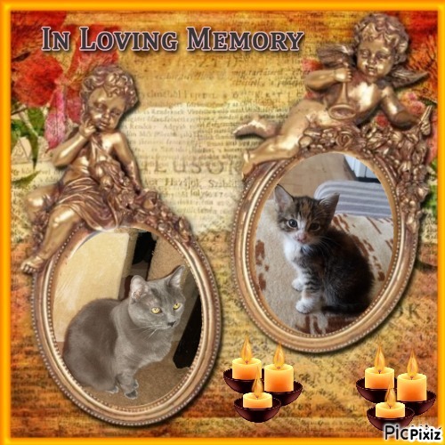 Bugsy of the thebugster08 family