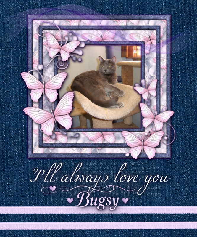 Bugsy of the thebugster08 family