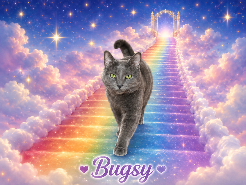 Bugsy of the thebugster08 family