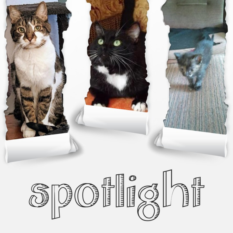 King Rex of the thebugster08 family