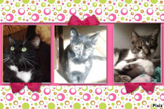 King Rex of the thebugster08 family