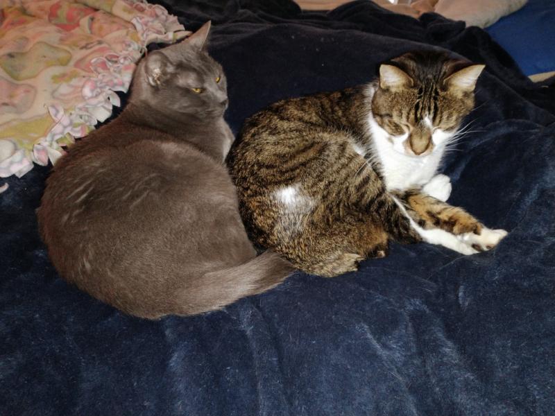 thebugster08 uploaded   207  day/s  ago