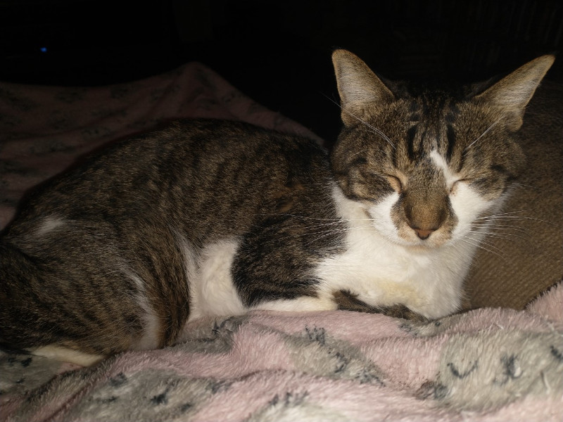 thebugster08 uploaded   207  day/s  ago