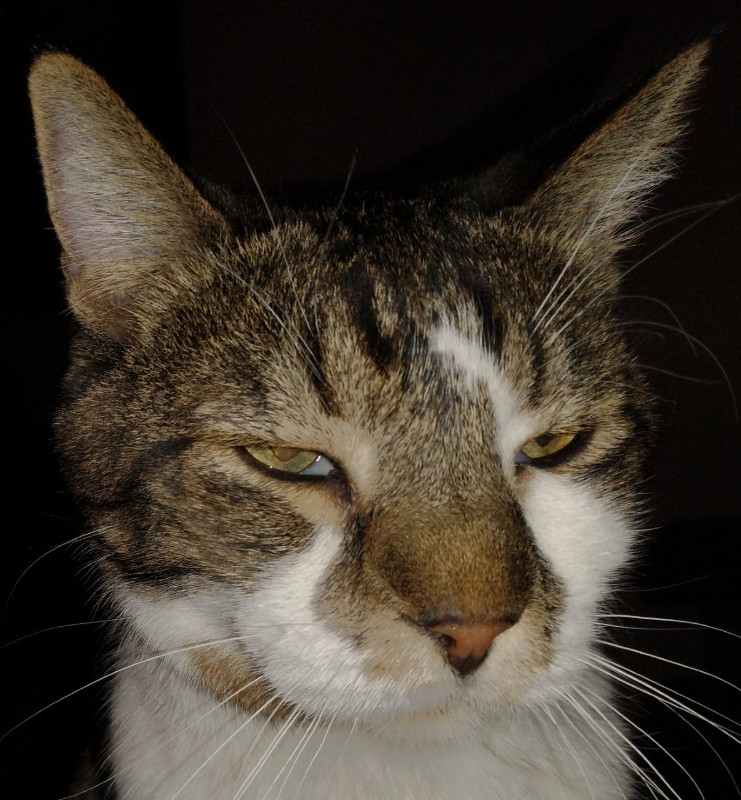 thebugster08 uploaded   207  day/s  ago