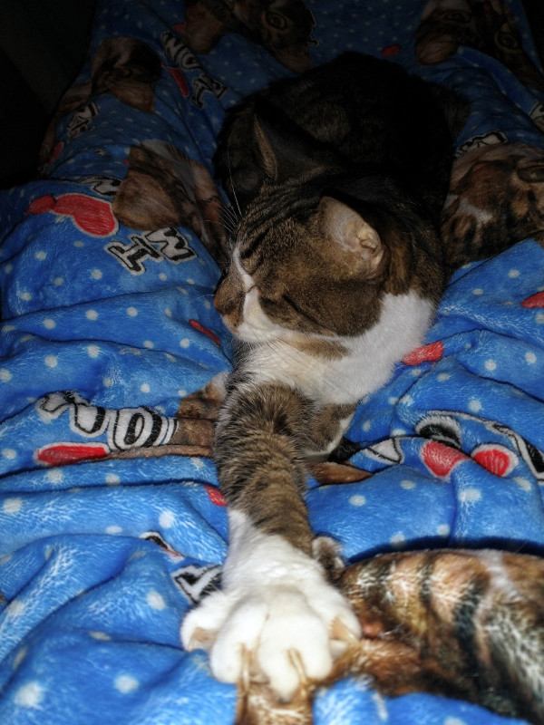 thebugster08 uploaded   207  day/s  ago