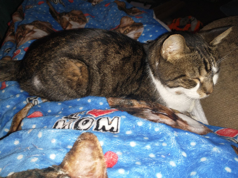 thebugster08 uploaded   207  day/s  ago