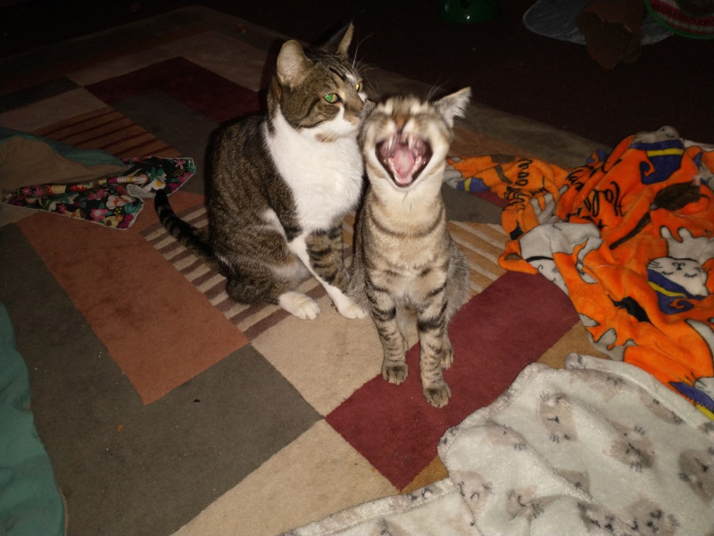 thebugster08 uploaded   207  day/s  ago