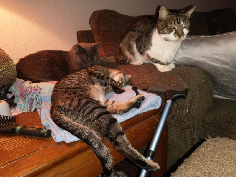 thebugster08 uploaded   207  day/s  ago