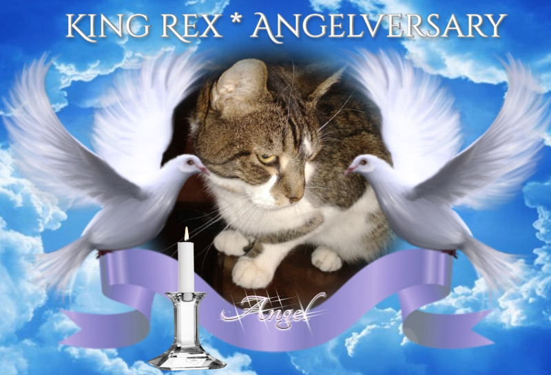 thebugster08 uploaded   52  day/s  ago