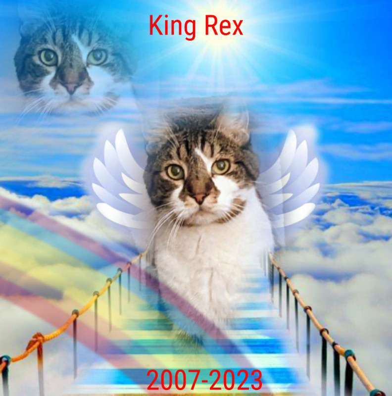 thebugster08 uploaded   52  day/s  ago