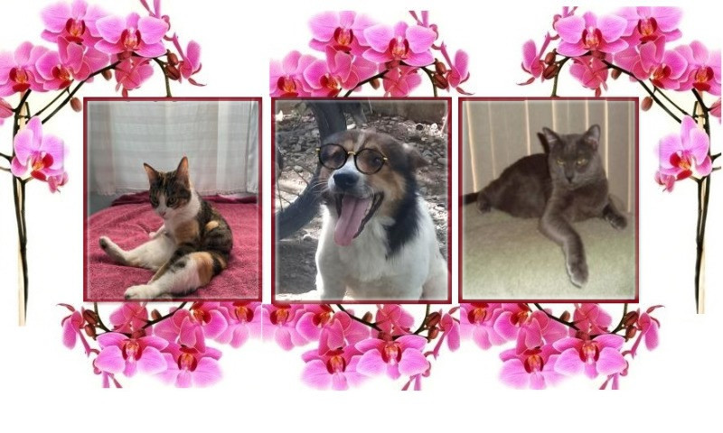 Smokey Jay of the thebugster08 family