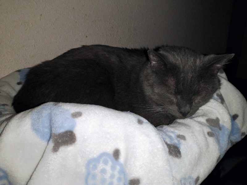 Smokey Jay of the thebugster08 family