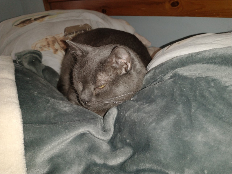 Smokey Jay of the thebugster08 family