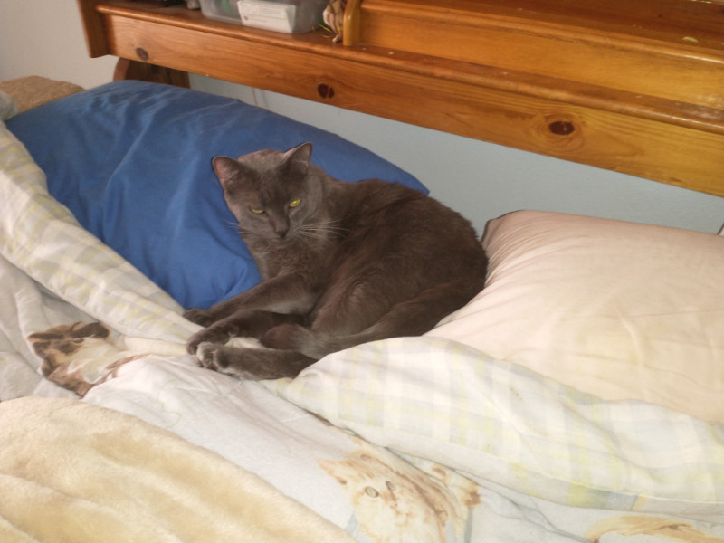 Smokey Jay of the thebugster08 family