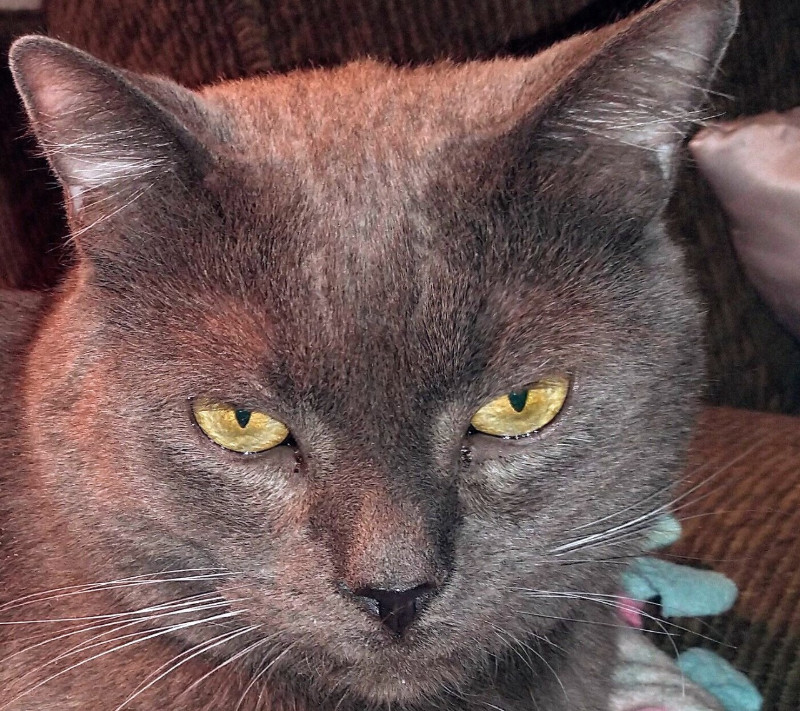 Smokey Jay of the thebugster08 family