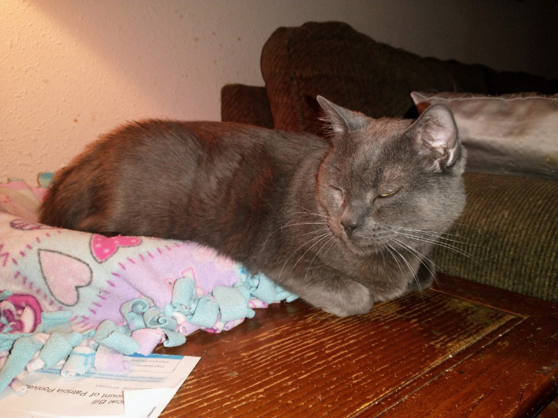 thebugster08 uploaded   207  day/s  ago