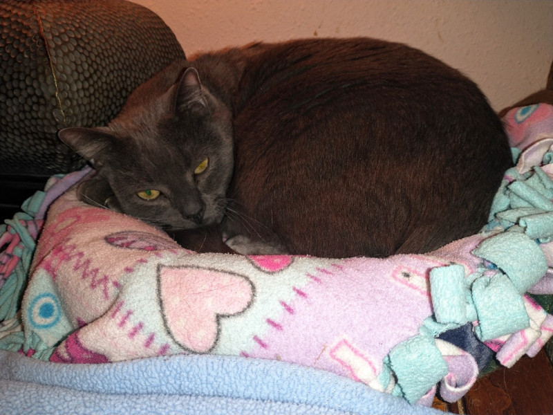 Smokey Jay of the thebugster08 family