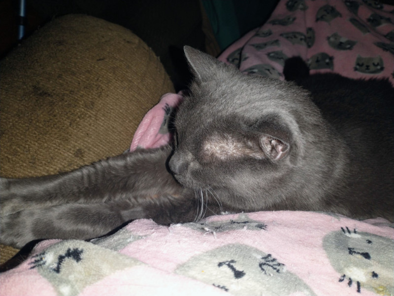 Smokey Jay of the thebugster08 family