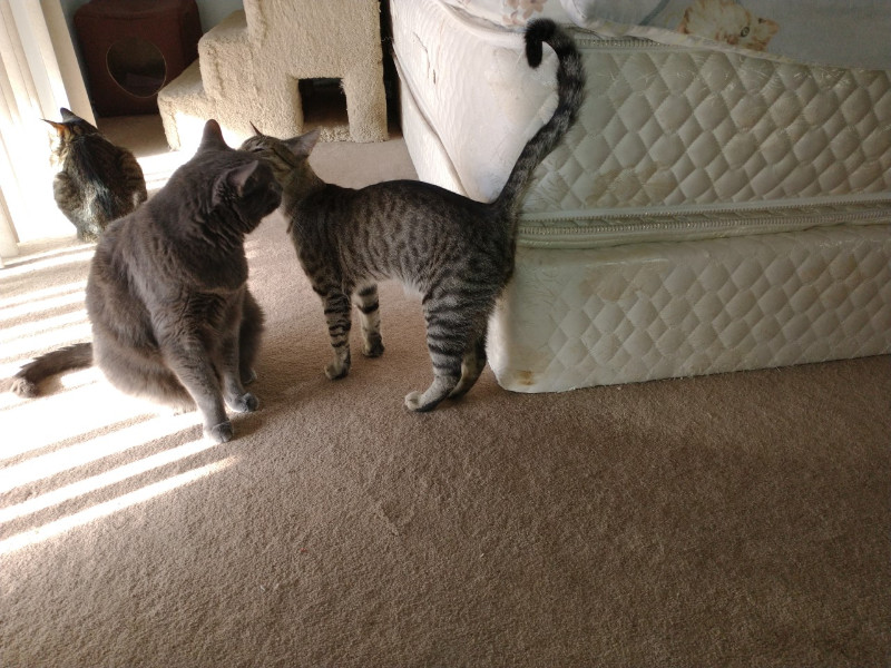 Smokey Jay of the thebugster08 family