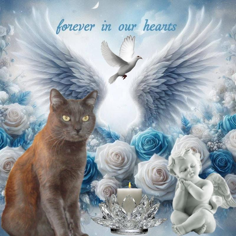 Smokey Jay of the thebugster08 family