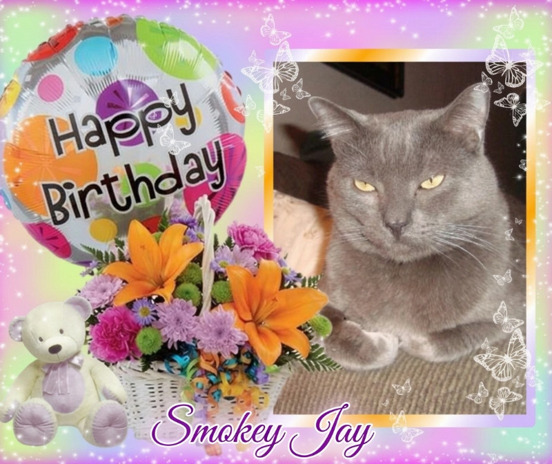 Smokey Jay of the thebugster08 family