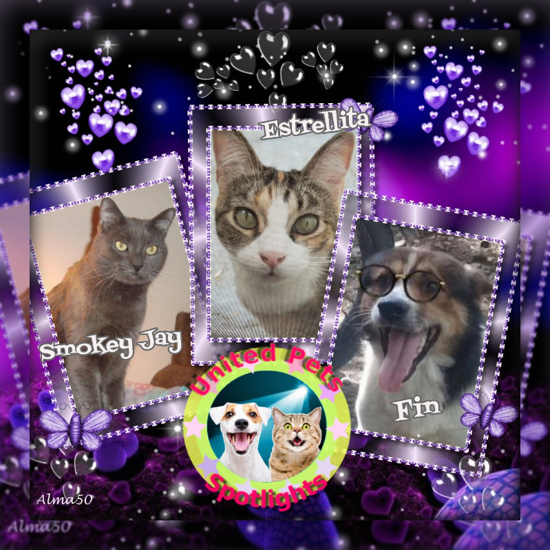 Smokey Jay of the thebugster08 family