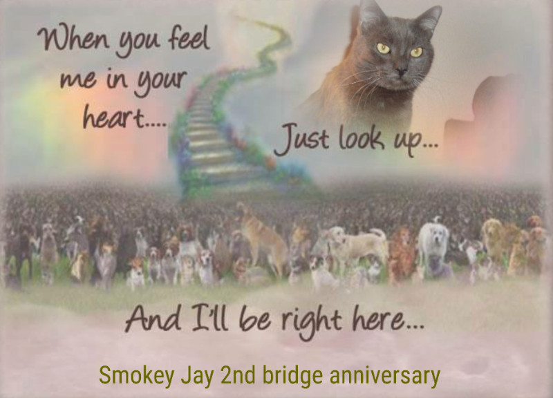 Smokey Jay of the thebugster08 family