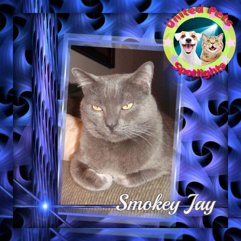 Smokey Jay of the thebugster08 family