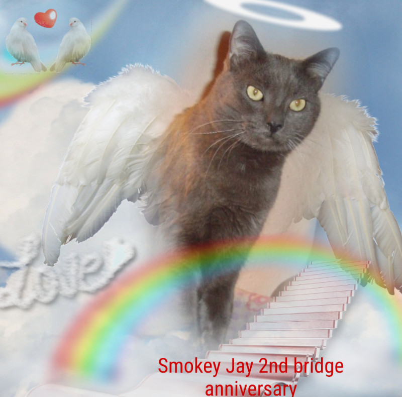 Smokey Jay of the thebugster08 family