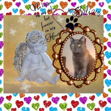 Smokey Jay of the thebugster08 family