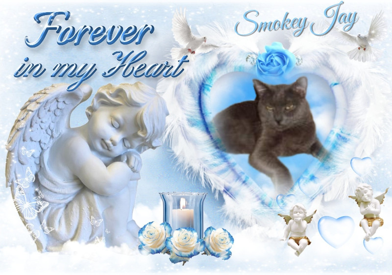 Smokey Jay of the thebugster08 family