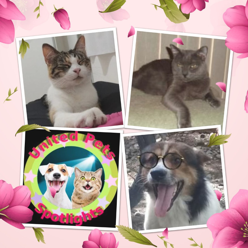 Smokey Jay of the thebugster08 family