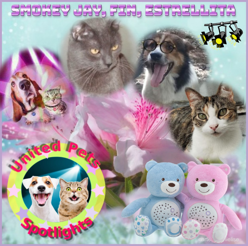 Smokey Jay of the thebugster08 family