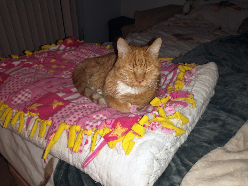 thebugster08 uploaded   207  day/s  ago