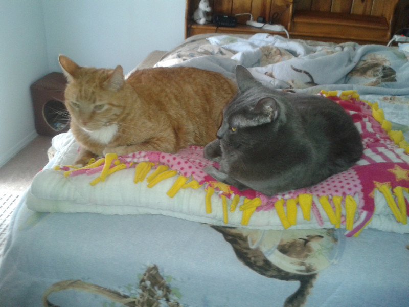 thebugster08 uploaded   207  day/s  ago