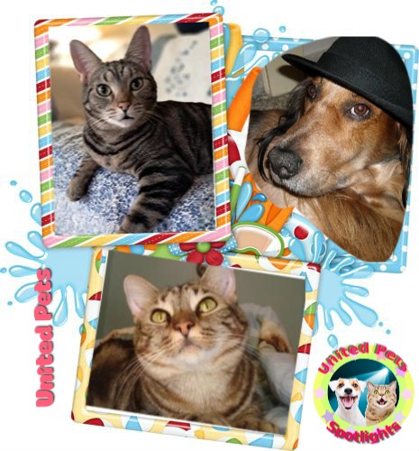 Abby of the thebugster08 family