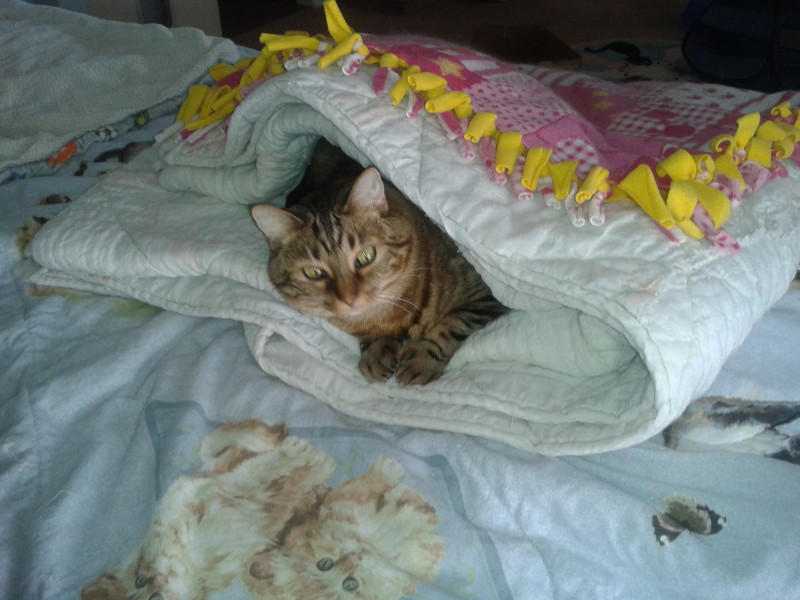 thebugster08 uploaded   207  day/s  ago