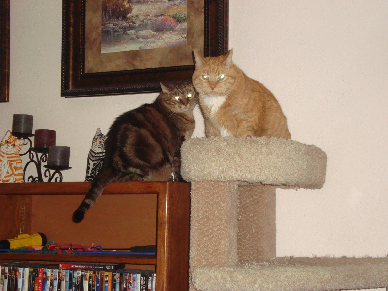 thebugster08 uploaded   207  day/s  ago