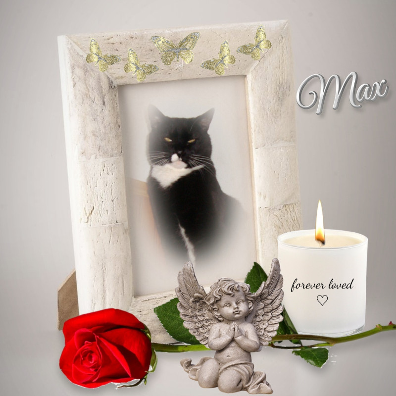 Max of the thebugster08 family