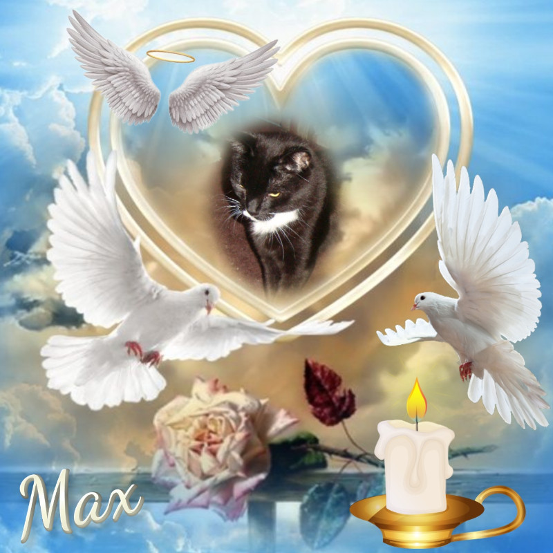 Max of the thebugster08 family