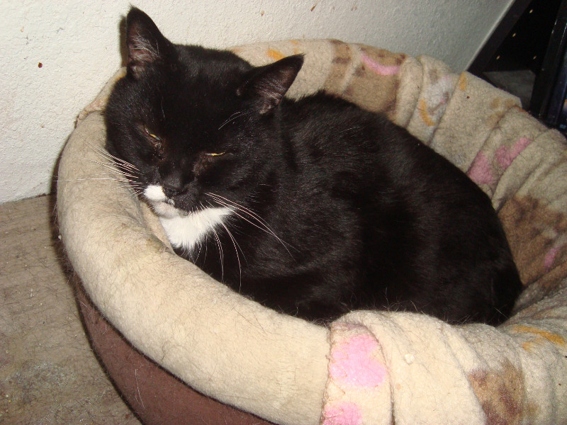 Max of the thebugster08 family