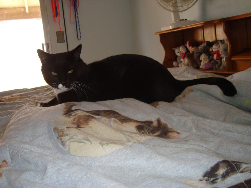 thebugster08 uploaded   207  day/s  ago