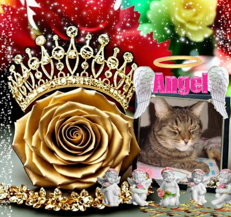 thebugster08 uploaded   52  day/s  ago