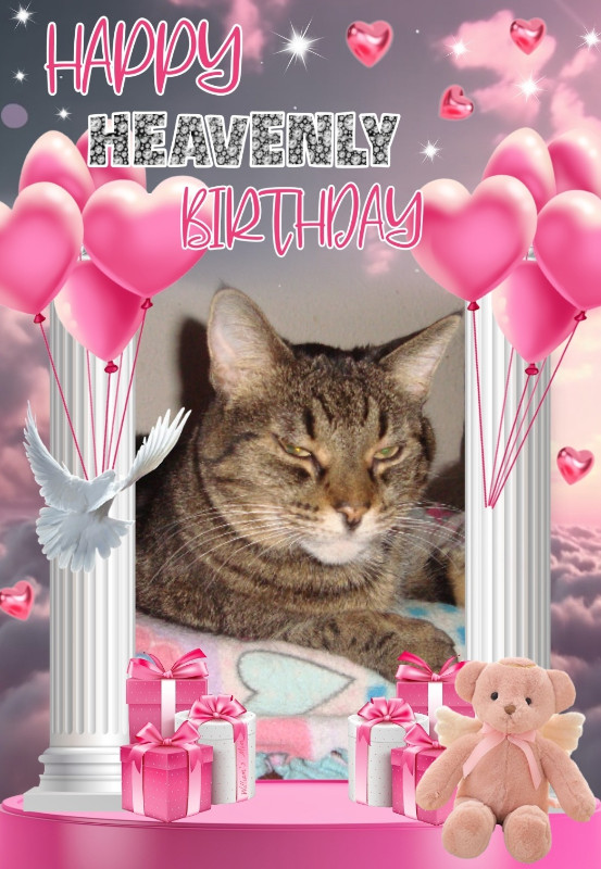 thebugster08 uploaded   53  day/s  ago