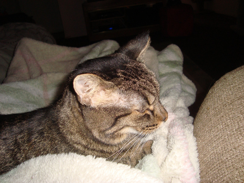 thebugster08 uploaded   207  day/s  ago