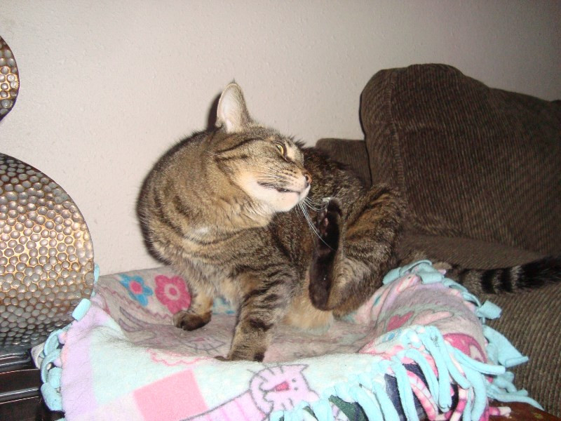 Tutti of the thebugster08 family