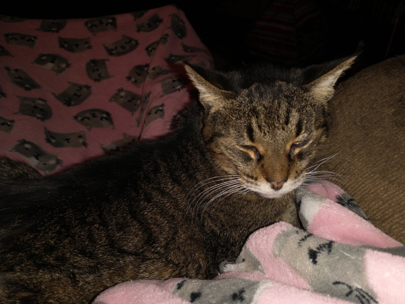 Tutti of the thebugster08 family