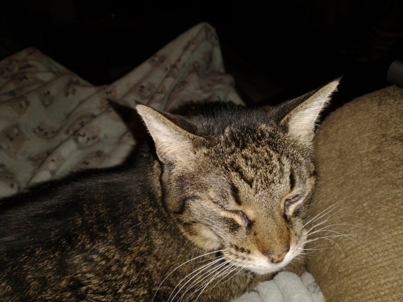 Tutti of the thebugster08 family