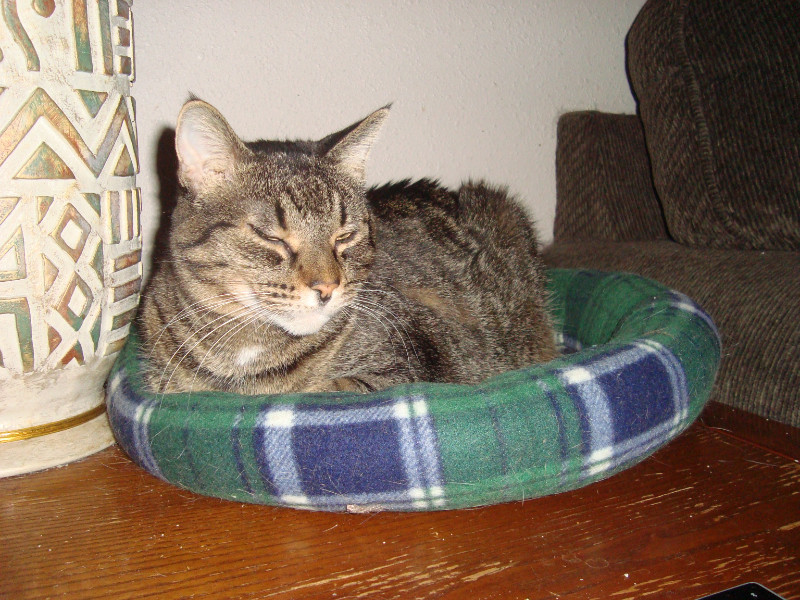 Tutti of the thebugster08 family